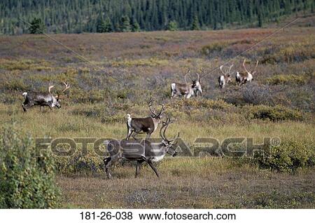 Caribou, Deer, Outdoors, Wilderness, Animal, Mammal View Large Photo Image Stock Photo - Caribou, Deer, Outdoors, Wilderness, Animal, Mammal. Fotosearch