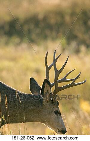 Close, Deer, Head, Mammal, Shot, Wildlife, Closeup View Large Photo Image Stock Image - Close, Deer, Head, Mammal, Shot, Wildlife, Closeup. Fotosearch
