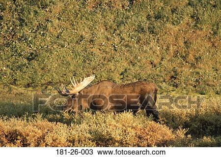 Deer, American, Wildlife, Moose, Wilderness, North View Large Photo Image Stock Image - Deer, American, Wildlife, Moose, Wilderness, North. Fotosearch