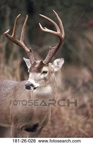 Stock Photo - Deer, Animals, White, Wilderness, Wildlife, Outdoors. Fotosearch