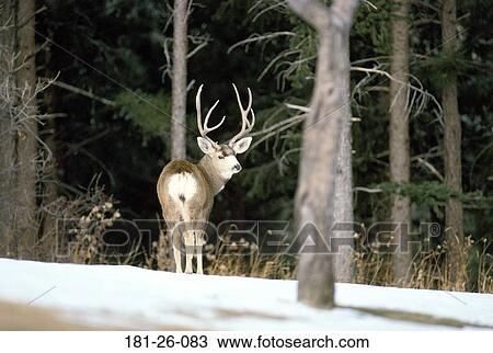 Deer, Bucks, Mammal, Buck, Wild, Mule View Large Photo Image Stock Image - Deer, Bucks, Mammal, Buck, Wild, Mule. Fotosearch