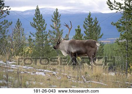 Deer, Bull, Animal, Wildlife, Mammal, Caribou, American View Large Photo Image Stock Image - Deer, Bull, Animal, Wildlife, Mammal, Caribou, American. Fotosearch