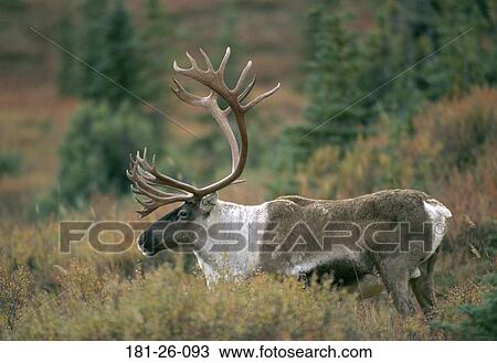 Deer, Bull, Caribou, Animals, Wild, Animal, Standing View Large Photo Image Stock Image - Deer, Bull, Caribou, Animals, Wild, Animal, Standing. Fotosearch