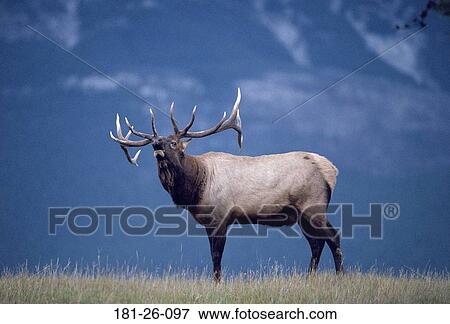 Stock Photo - Deer, Bull, Wilderness, Seven, Outdoors, Point. Fotosearch