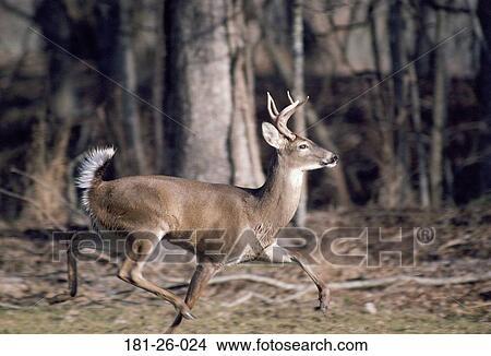 Deer, Deer, Mammal, Wilderness, Tail, Tail, Wildlife View Large Photo Image Picture - Deer, Deer, Mammal, Wilderness, Tail, Tail, Wildlife. Fotosearch