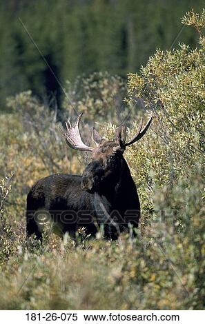 Stock Photography - Deer, Deer, North, Outdoors, Mammal, Wild. Fotosearch