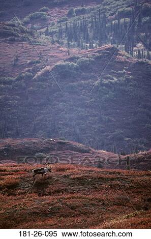 Deer, North, Animals, Velvet, Wild, Animal, American View Large Photo Image Stock Photography - Deer, North, Animals, Velvet, Wild, Animal, American. Fotosearch