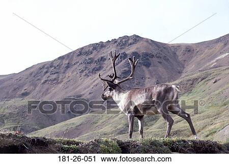 Deer, Outdoors, Mammal, Wildlife, Animal, North, Caribou View Large Photo Image Stock Image - Deer, Outdoors, Mammal, Wildlife, Animal, North, Caribou. Fotosearch