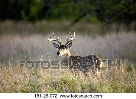 Deer, White, Wildlife, Wilderness, Mammal, Deer, American View Large Photo Image Stock Image - Deer, White, Wildlife, Wilderness, Mammal, Deer, American. Fotosearch