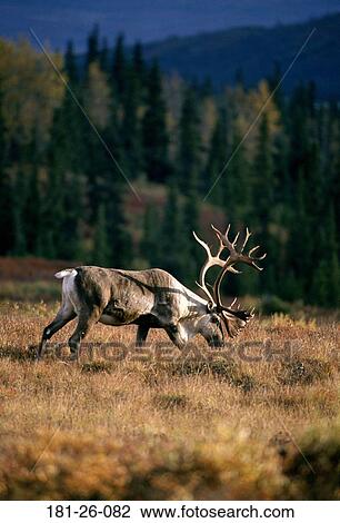 Deer, Wild, Mammal, Eating, Pair, American, Outdoors View Large Photo Image Stock Image - Deer, Wild, Mammal, Eating, Pair, American, Outdoors. Fotosearch
