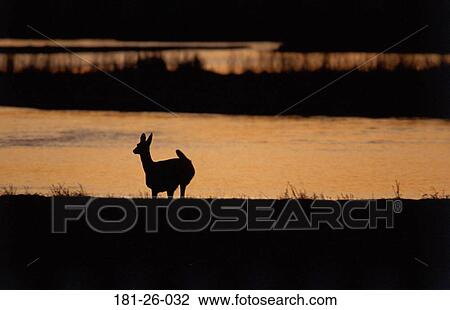 Stock Image - Deer, Wild, White, Animal, American, Wilderness, Whitetail. Fotosearch