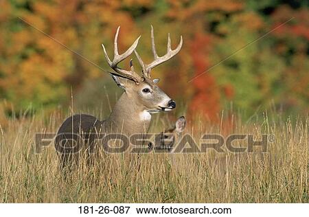 Doe, Wilderness, Animals, Deer, Animal, White View Large Photo Image Stock Photo - Doe, Wilderness, Animals, Deer, Animal, White. Fotosearch