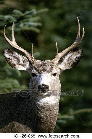 Head, Bucks, Outdoors, Close, Deer, Wild View Large Photo Image Stock Photography - Head, Bucks, Outdoors, Close, Deer, Wild. Fotosearch