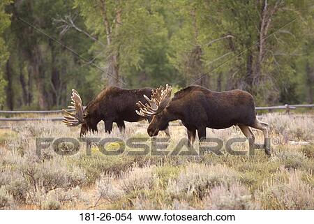 Mammal, Deer, Wilderness, Pair, American, Animal, Moose View Large Photo Image Picture - Mammal, Deer, Wilderness, Pair, American, Animal, Moose. Fotosearch