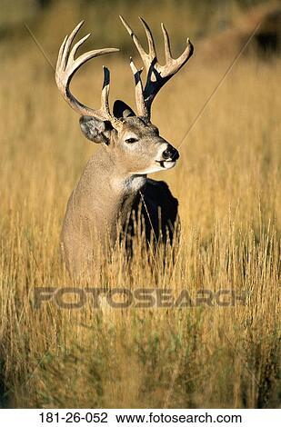 Mammal, North, Shot, Outdoors, Buck, White, American View Large Photo Image Stock Image - Mammal, North, Shot, Outdoors, Buck, White, American. Fotosearch