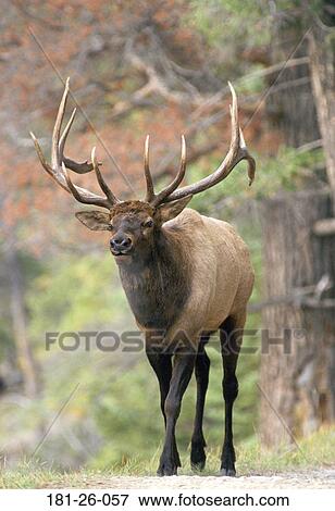 Mammal, Wilderness, North, American, Wild, Wildlife View Large Photo Image Stock Photo - Mammal, Wilderness, North, American, Wild, Wildlife. Fotosearch