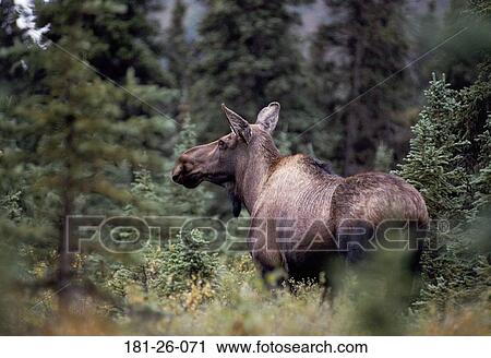 Moose, Buck, Bucks, Wild, Deer, Wilderness, Animals View Large Photo Image Stock Image - Moose, Buck, Bucks, Wild, Deer, Wilderness, Animals. Fotosearch
