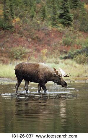 Moose, Outdoors, Water, Animals, Mammal, Wilderness, Wild View Large Photo Image Stock Photo - Moose, Outdoors, Water, Animals, Mammal, Wilderness, Wild. Fotosearch