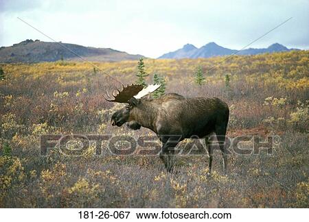 Moose, Wilderness, Deer, Bull, American, Outdoors, North View Large Photo Image Stock Photo - Moose, Wilderness, Deer, Bull, American, Outdoors, North. Fotosearch