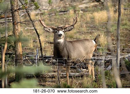 Mule, Wilderness, Mammal, Deer, Animal, Deer, Animals View Large Photo Image Stock Image - Mule, Wilderness, Mammal, Deer, Animal, Deer, Animals. Fotosearch