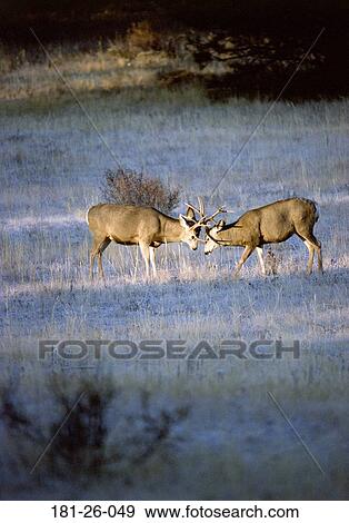 Mule, Wildlife, Mammal, Bucks, Pair, Animal View Large Photo Image Stock Photo - Mule, Wildlife, Mammal, Bucks, Pair, Animal. Fotosearch