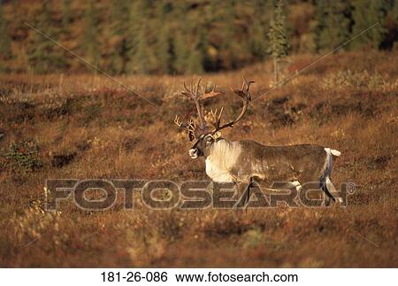 Stock Photograph - North, American, Wilderness, Outdoors, Wild, Mammal. Fotosearch