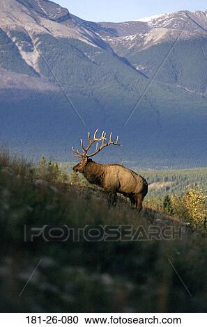 Stock Image - North, Animals, Animal, American, Wildlife, Wilderness. Fotosearch