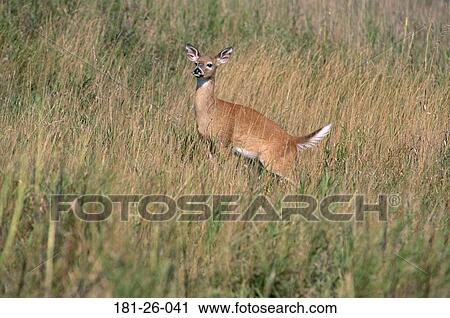 North, Deer, White, American, Alert, Tail View Large Photo Image Stock Image - North, Deer, White, American, Alert, Tail. Fotosearch