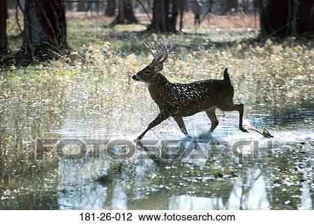 North, Running, Deer, Wild, Tail, Wilderness, American View Large Photo Image Stock Image - North, Running, Deer, Wild, Tail, Wilderness, American. Fotosearch