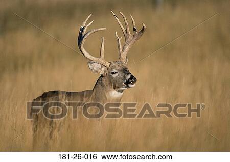 North, Whitetail, Buck, Wild, Deer, Tail, Outdoors View Large Photo Image Stock Photograph - North, Whitetail, Buck, Wild, Deer, Tail, Outdoors. Fotosearch