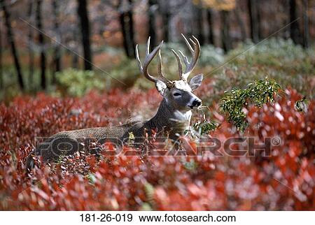 North, Wild, Animals, Standing, Animal, Deer, American View Large Photo Image Stock Photo - North, Wild, Animals, Standing, Animal, Deer, American. Fotosearch
