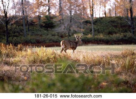North, Wild, Mammal, American, Wilderness, Bucks, Animal View Large Photo Image Stock Photography - North, Wild, Mammal, American, Wilderness, Bucks, Animal. Fotosearch