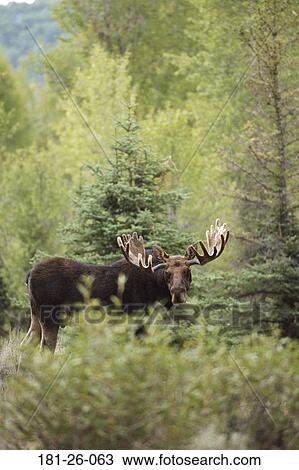 Outdoors, American, Moose, Bull, Animals, North, Wilderness View Large Photo Image Stock Image - Outdoors, American, Moose, Bull, Animals, North, Wilderness. Fotosearch