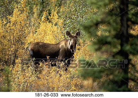 Outdoors, Animal, Standing, Mammal, North, Cow, American View Large Photo Image Stock Image - Outdoors, Animal, Standing, Mammal, North, Cow, American. Fotosearch