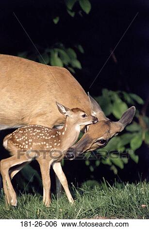 Outdoors, Deer, Wilderness, White, Whitetail, Close-up, Wild View Large Photo Image Stock Photograph - Outdoors, Deer, Wilderness, White, Whitetail, Close-up, Wild. Fotosearch