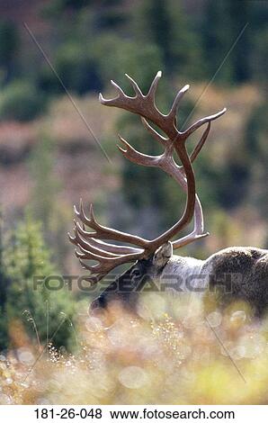 Outdoors, Head, Wilderness, Bull, Wildlife, Animals View Large Photo Image Stock Photo - Outdoors, Head, Wilderness, Bull, Wildlife, Animals. Fotosearch
