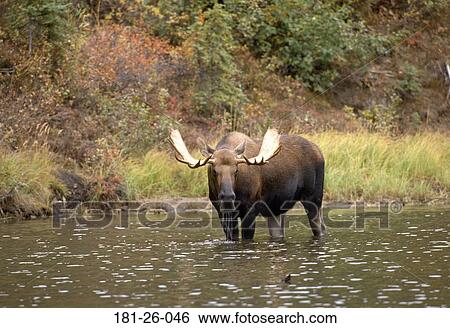 Stock Photograph - Outdoors, Pond, Moose, Wilderness, Animal, Animals, Mammal. Fotosearch