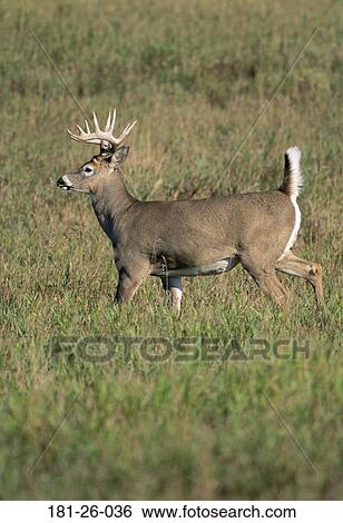 Outdoors, White, American, North, Whitetail, Tail, Bucks View Large Photo Image Stock Photograph - Outdoors, White, American, North, Whitetail, Tail, Bucks. Fotosearch