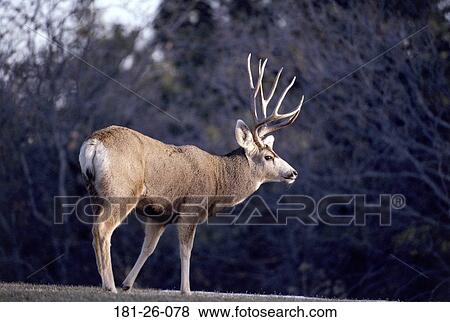 Outdoors, Wilderness, Deer, Mule, Mammal, Buck, Bucks View Large Photo Image Stock Photo - Outdoors, Wilderness, Deer, Mule, Mammal, Buck, Bucks. Fotosearch