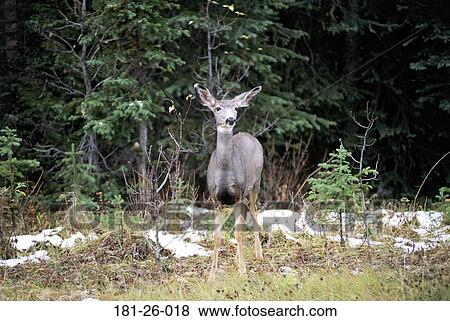 Outdoors, Wildlife, Mammal, Deer, Deer, North View Large Photo Image Stock Photo - Outdoors, Wildlife, Mammal, Deer, Deer, North. Fotosearch