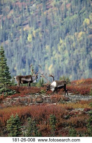 Pair, Wildlife, Wilderness, Deer, Animals, Caribou, Bull View Large Photo Image Stock Photo - Pair, Wildlife, Wilderness, Deer, Animals, Caribou, Bull. Fotosearch