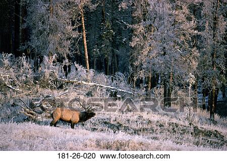 Point, Outdoors, Animals, Mammal, Meadow View Large Photo Image Stock Image - Point, Outdoors, Animals, Mammal, Meadow. Fotosearch