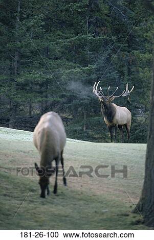 Seven, North, Cow, Elk, Outdoors, Deer, American View Large Photo Image Stock Image - Seven, North, Cow, Elk, Outdoors, Deer, American. Fotosearch