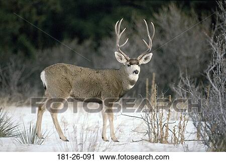 Snow, Mule, Animal, Deer, Wild, Outdoors View Large Photo Image Stock Image - Snow, Mule, Animal, Deer, Wild, Outdoors. Fotosearch