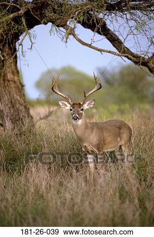 Standing, American, Mammal, Whitetail, Buck, North, White View Large Photo Image Stock Photo - Standing, American, Mammal, Whitetail, Buck, North, White. Fotosearch