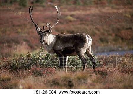 Standing, Animal, North, American, Wilderness, Wild View Large Photo Image Picture - Standing, Animal, North, American, Wilderness, Wild. Fotosearch
