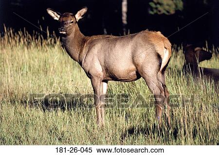 Standing, North, Animal, Outdoors, Animals, Wildlife View Large Photo Image Stock Photography - Standing, North, Animal, Outdoors, Animals, Wildlife. Fotosearch