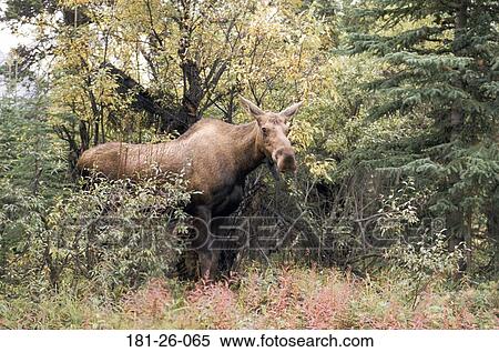 Standing, Wildlife, Wild, Deer, Moose, Cow, Animal View Large Photo Image Stock Photography - Standing, Wildlife, Wild, Deer, Moose, Cow, Animal. Fotosearch