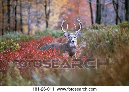 Tail, Deer, Wildlife, Wilderness, North, Standing View Large Photo Image Stock Image - Tail, Deer, Wildlife, Wilderness, North, Standing. Fotosearch