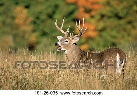Tail, Mammal, Wild, Bucks, Animals, Deer, Wildlife View Large Photo Image Stock Photography - Tail, Mammal, Wild, Bucks, Animals, Deer, Wildlife. Fotosearch